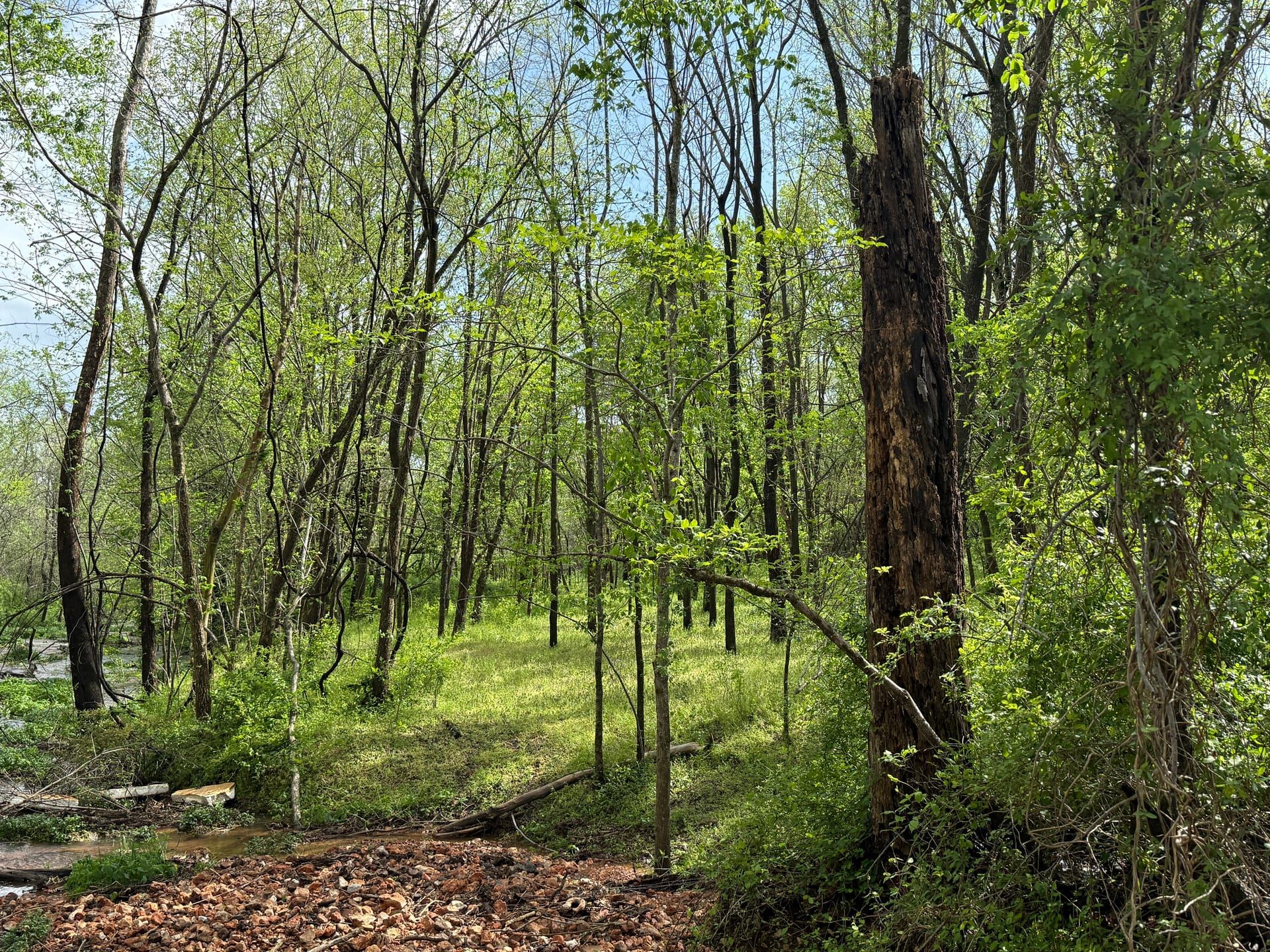 Forest at Healing Springs Natural Area