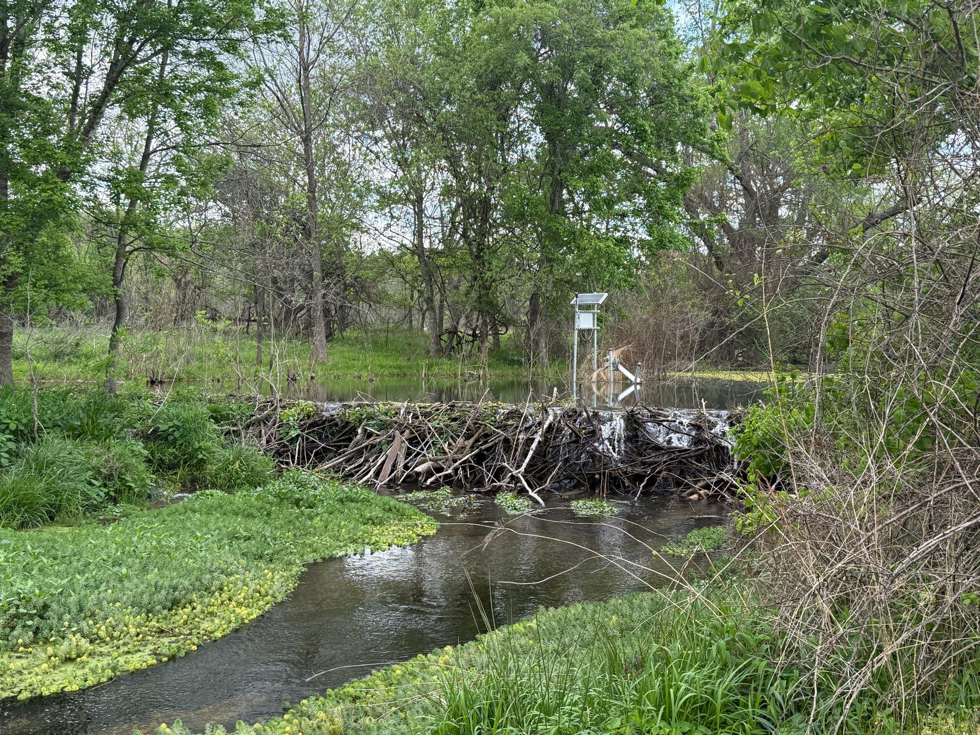 Beaver dam on a spring-fed stream with solar-powered water quality monitoring station in background